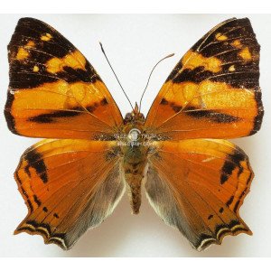 HYPANARTIA LETHE 